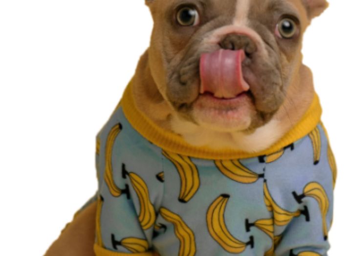 francoski buldogi